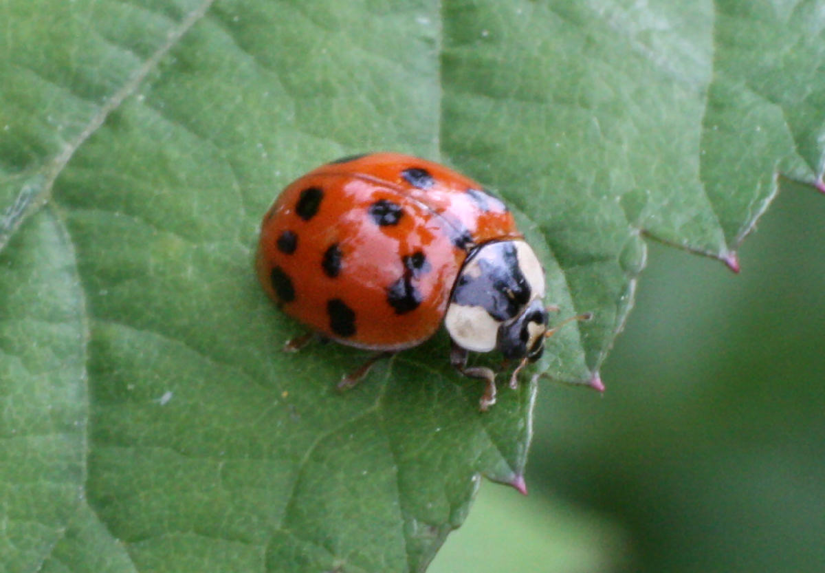 Harmonia axyridis ?